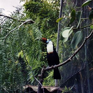 White-throated Toucan - Parc de les Aus