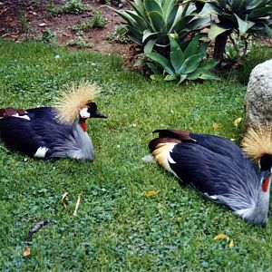 Crowned crane - Parc de les Aus