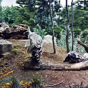 Griffon Vulture - Parc de les Aus