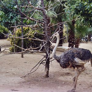 Ostrich - Parc de les Aus