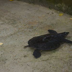 baby pig-nosed turtle