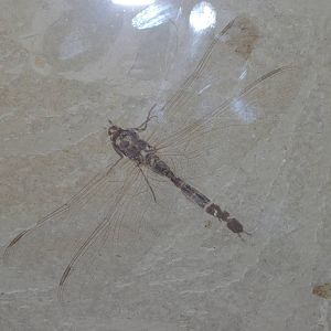 fossil dragonfly