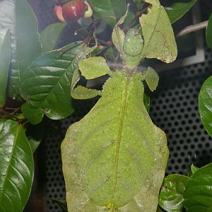 leaf insect