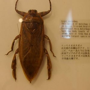 giant water bug