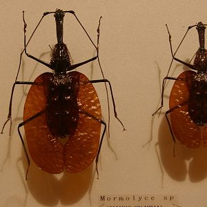 violin beetles