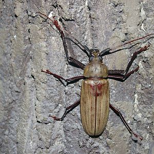 longicorn beetle