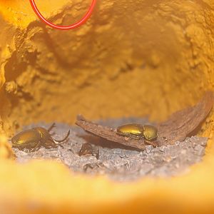 example of the beetle displays