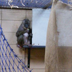 Edinburgh zoo 06 04 09