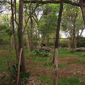 Rain Forest Habitat (Okapis)