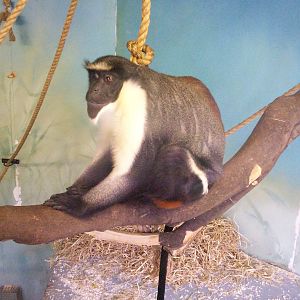 Edinburgh zoo 06 04 09