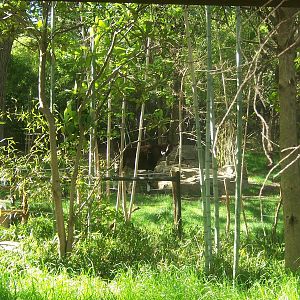 Rain Forest Habitat (Okapis)