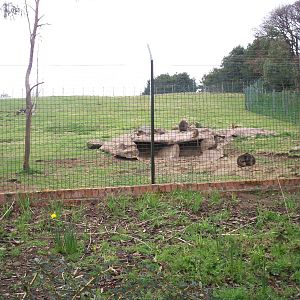 Edinburgh zoo 06 04 09