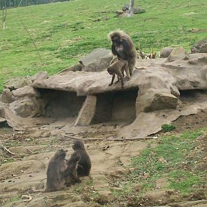 Edinburgh zoo 06 04 09