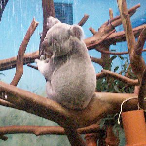 Edinburgh zoo 06 04 09