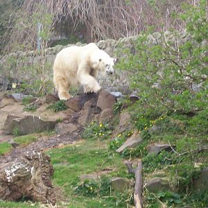 Edinburgh zoo 06 04 09