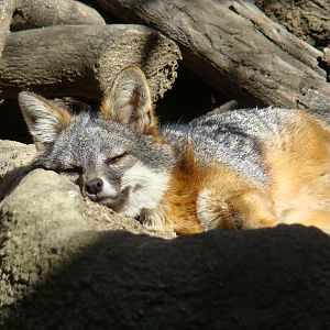 Channel Island Fox