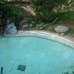 Chinese Alligator exhibit