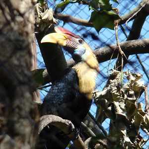Red-knobbed Hornbill