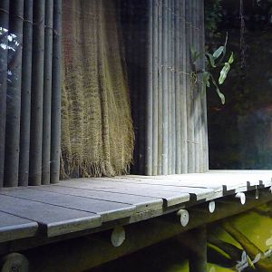 Green Anaconda Exhibit