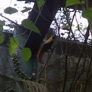 Red Bird of Paradise (Paradisaea rubra)