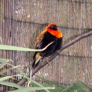 Red Bishop (Euplectes orix)