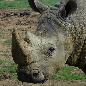 White rhinoceros (Ceratotherium simum simum)