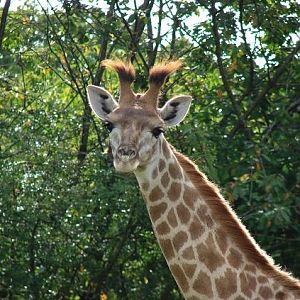 Young giraffe (Giraffa camelopardalis)