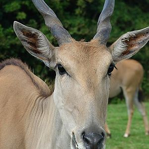 Common eland (Taurotragus oryx)