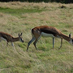 Springboks (Antidorcas marsupialis)