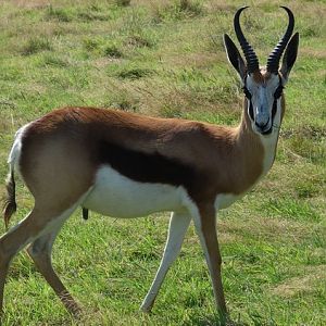 Springbok (Antidorcas marsupialis)
