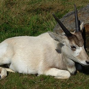 Addax (Addax nasomaculatus)