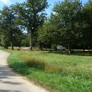 Fourth exhibit (Cars-Part) : Cheetahs