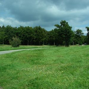 Fourth exhibit (Cars-Part) : Cheetahs