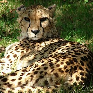 Cheetah (Acinonyx jubatus)