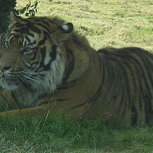 Male tiger (Panthera tigris hybrid)