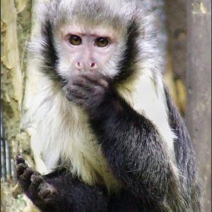 Golden-bellied Capuchin
