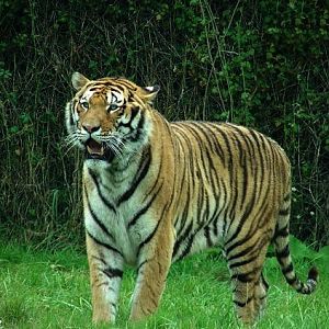 Male tiger (Panthera tigris hybrid)