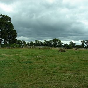 Sixth exhibit (Cars-Part) : Lions