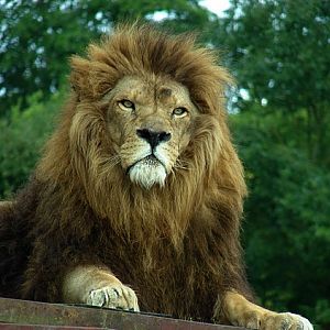 Male lion (Panthera leo)