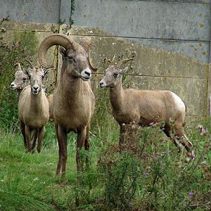 Bighorn sheep (Ovis canadensis)
