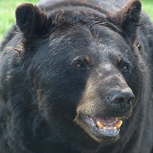American black bear (Ursus americanus)