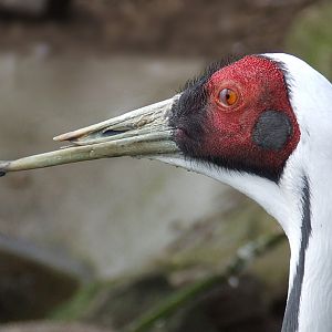 White Naped Crane (Grus vipio)