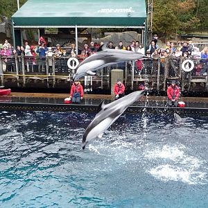 Pacific White-Sided Dolphin Show