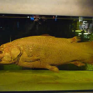Coelacanth Specimen
