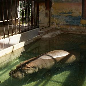 Elephant paddock, house and construction Apr 2009
