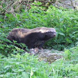 Honey Badger or Ratel