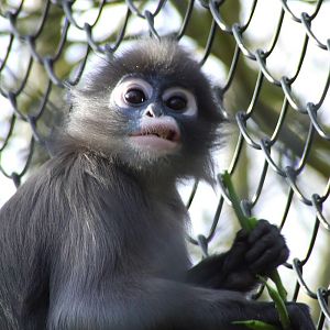 Dusky Leaf Monkey