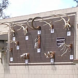 Horn & Antler Display 4-8-09