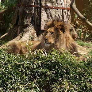 Apr 09 - African Lion