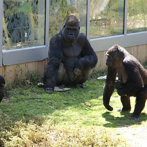 Apr 09 Western Lowland Gorilla